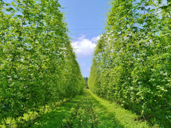 岩手県軽米町のホップ畑