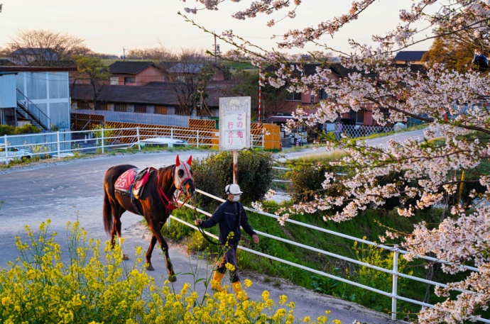 笠松競馬場へ移動中の馬