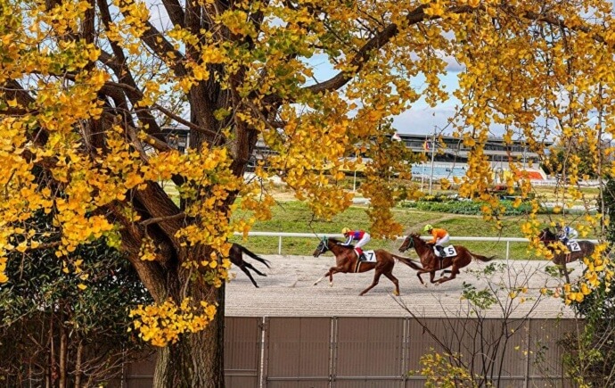 笠松競馬場で走る馬たち