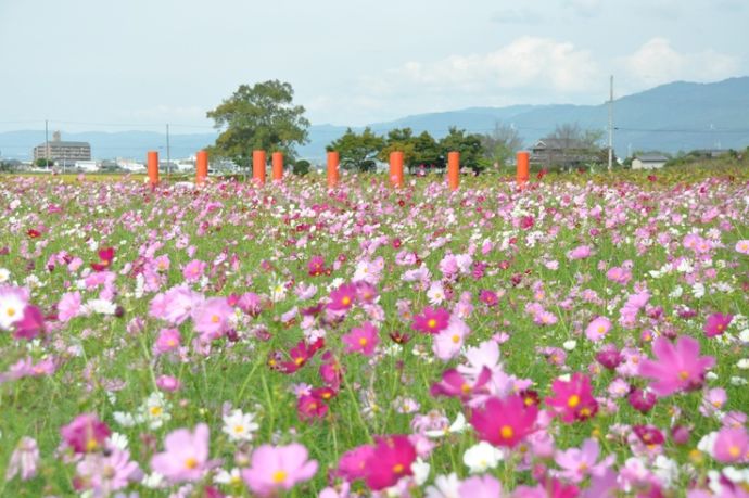 橿原市の藤原宮跡に咲くコスモス