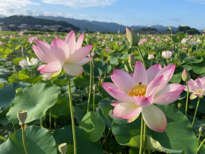 藤原宮跡の蓮の花