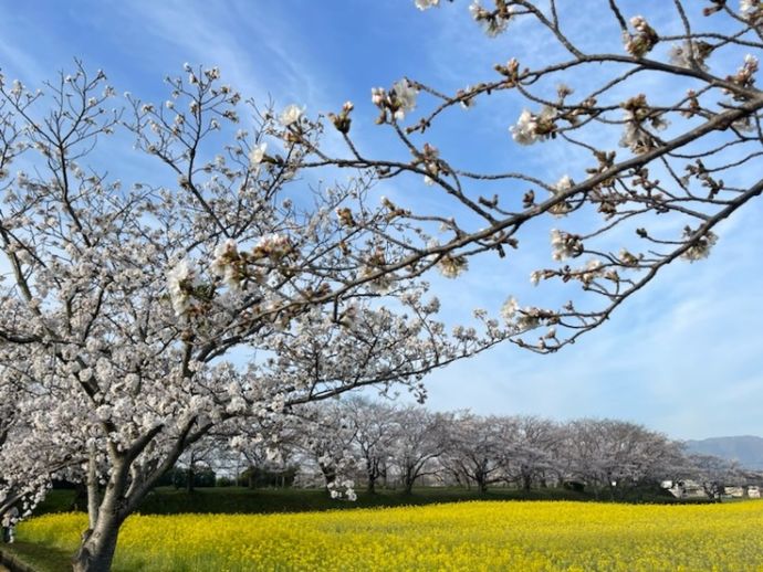 藤原宮跡の桜と菜の花