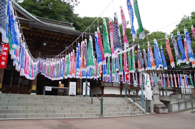 鹿嶋神社の境内に吊るされる鯉のぼり