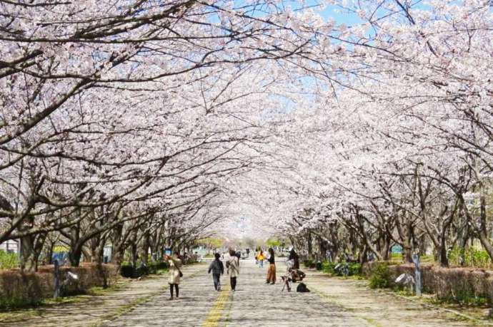 春の柏の葉公園