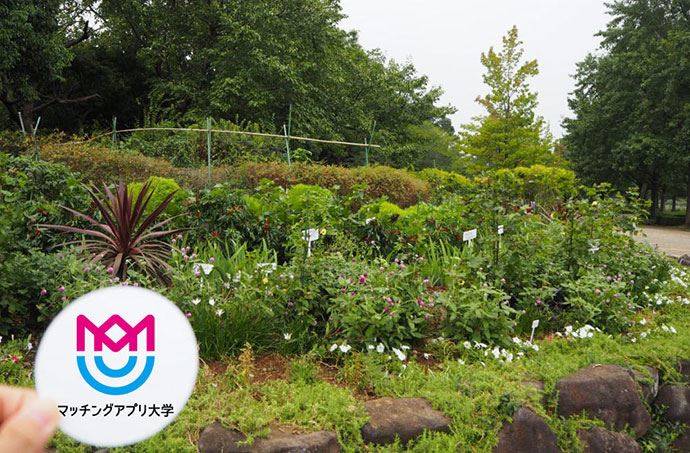 柏の葉公園のバラ園はお花好きな女性をデートに連れて行くのもありです