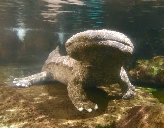 かすみがうら市水族館にいるオオサンショウウオの写真