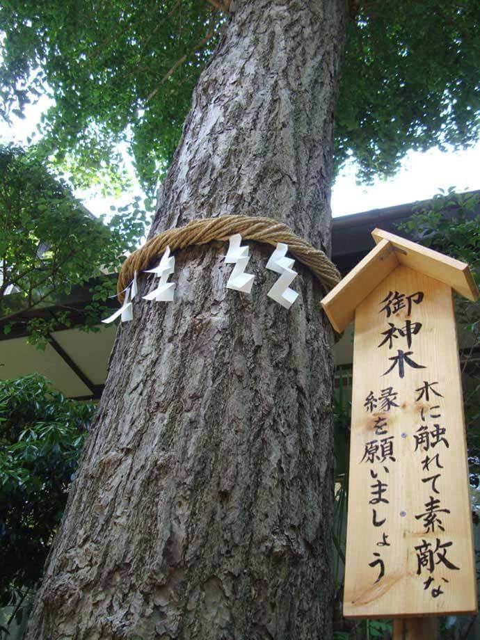 香取神社の縁結びの御神木