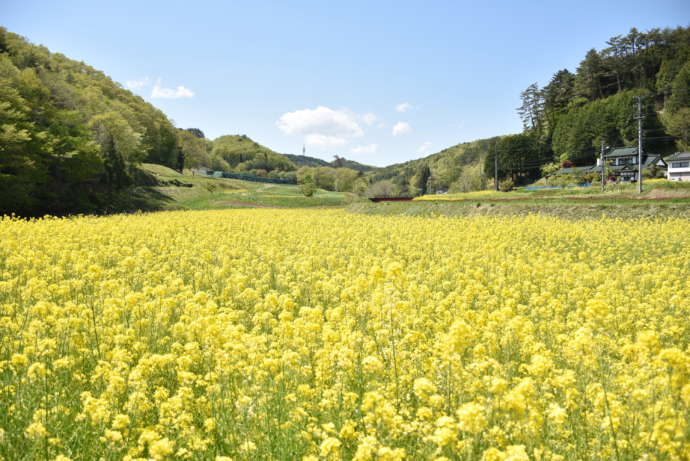 葛尾村で一面に咲く菜の花