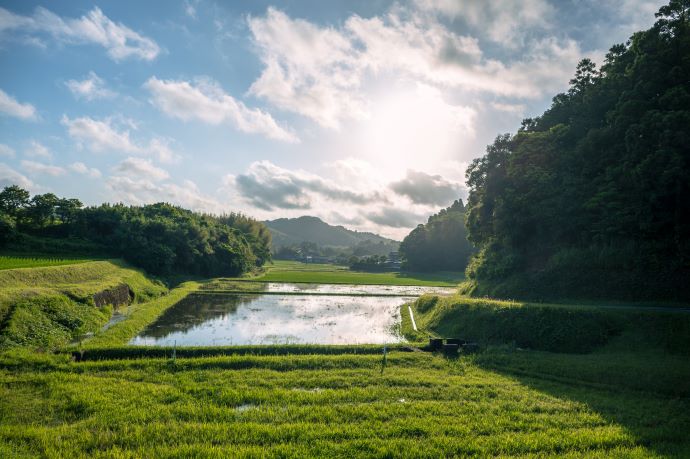 勝浦市の田園風景