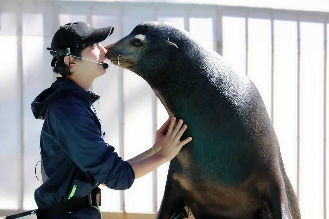 桂浜水族館で楽しめるアシカショー