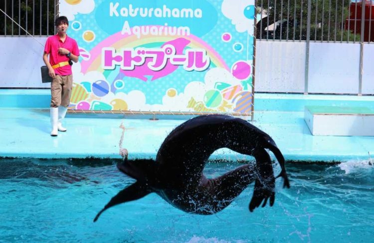 バックフリップする桂浜水族館のトド