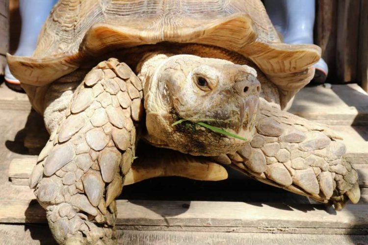 草を食む桂浜水族館の亀