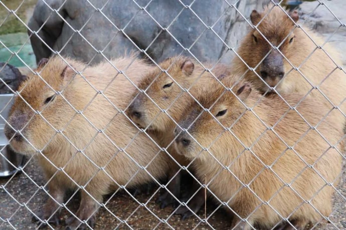 桂浜水族館のカピバラ4匹