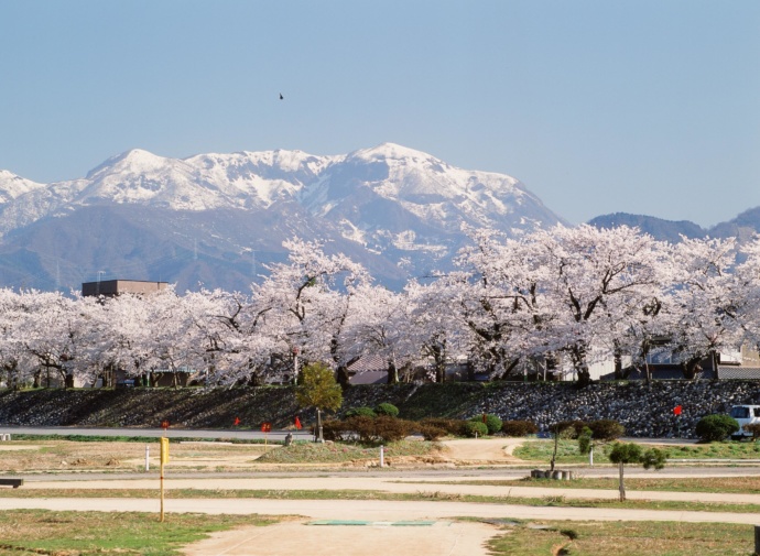 勝山市の弁天桜と雪の大日岳