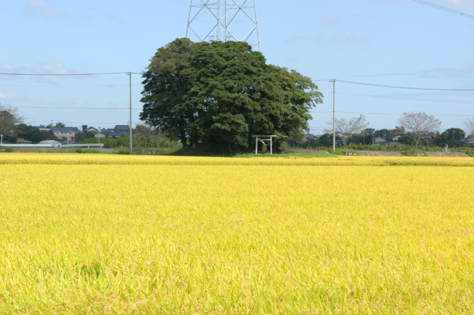 田園風景