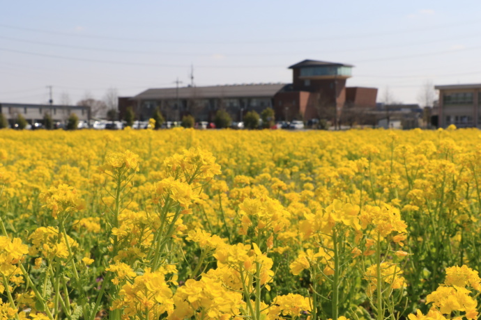 川島町の菜の花畑と役場