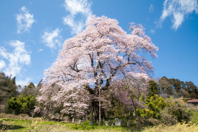 川俣町の駒ザクラ