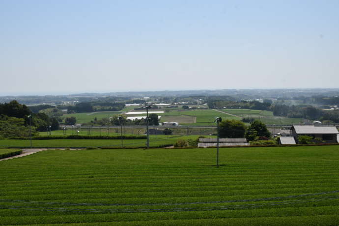 宮崎県川南町にある茶畑の風景