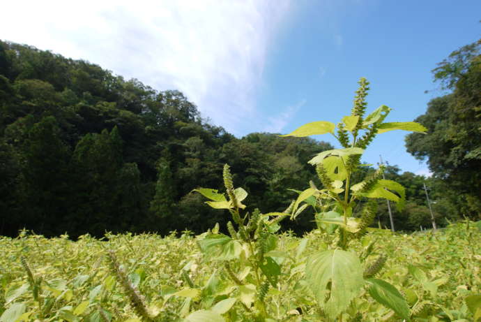 川本町の特産品であるエゴマの写真