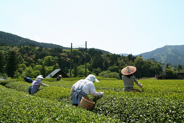 茶摘みの様子