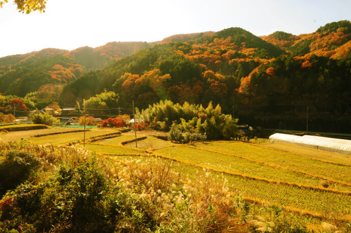 川西市にある黒川の里山がパッチワークのように紅葉する風景写真