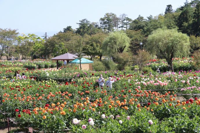 川西町のやまがた川西ダリヤ園