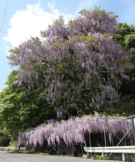 木城のフジノキ