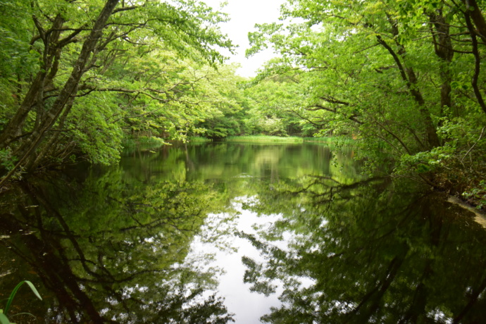 福島県川内村の平伏沼