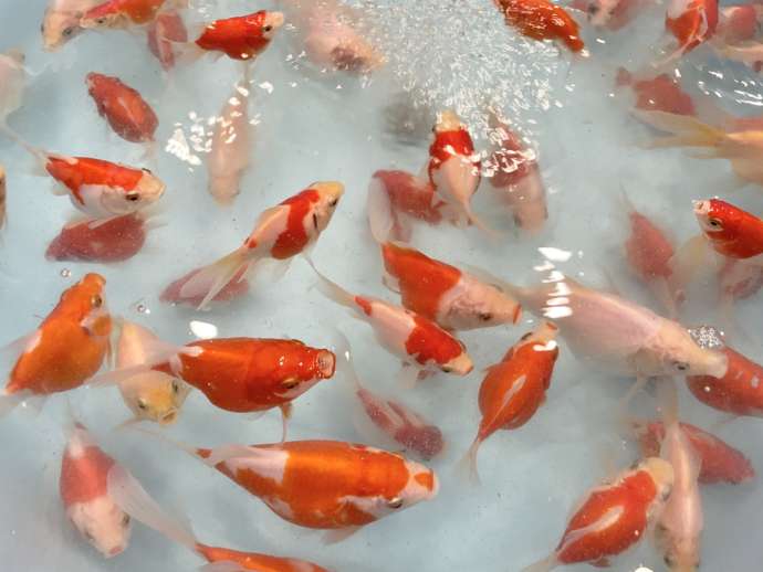 「道の駅かぞわたらせ」内の「三県境ショップ　さいぐんと」にて販売中の金魚