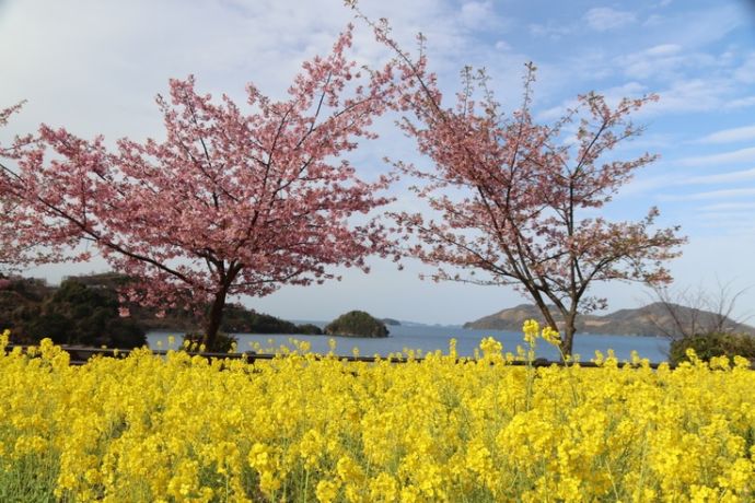 菜の花と河津桜のコラボレーション