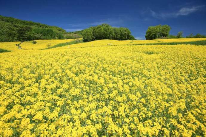 「三ノ倉高原花畑」で咲き誇る菜の花（晩春）