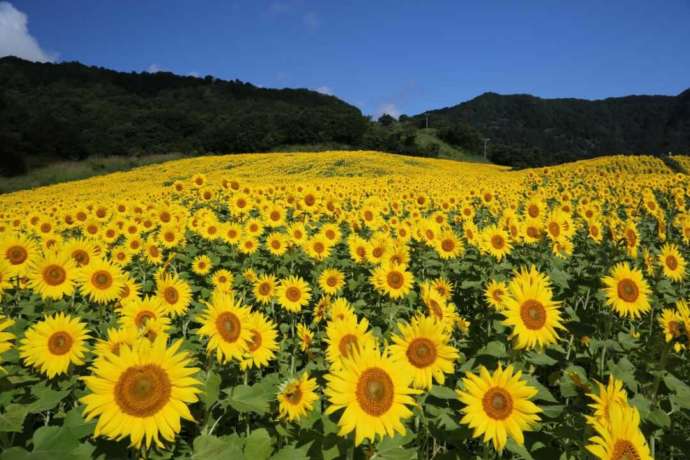 「三ノ倉高原花畑」で咲き向日葵（ひまわり）の花（盛夏）