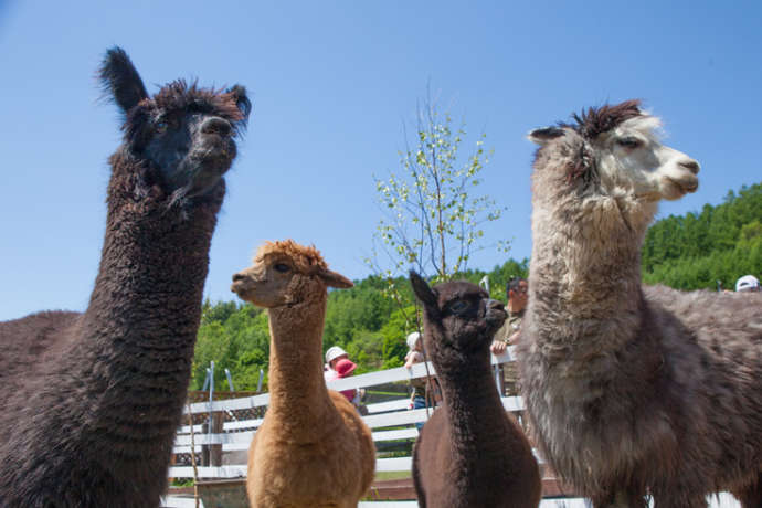 ビバアルパカ牧場のアルパカたち