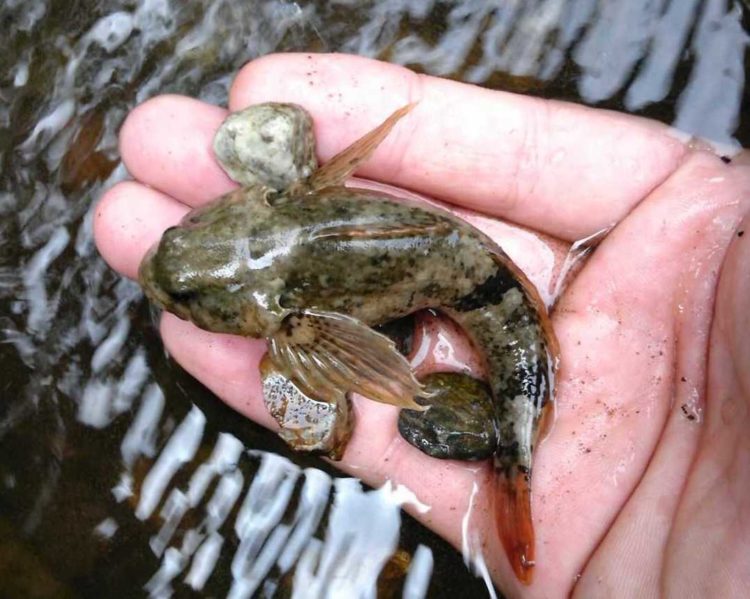 ケニーズ・ファミリー・ビレッジ/オートキャンプ場で行われた水生生物観察の様子