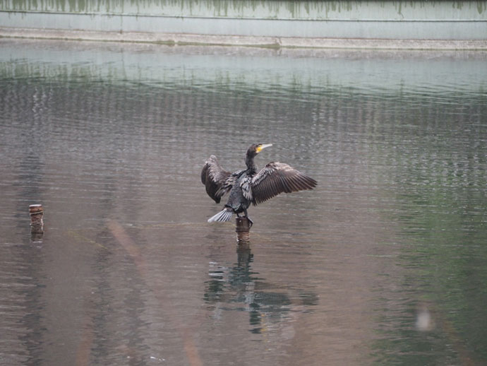 井の頭池の鳥