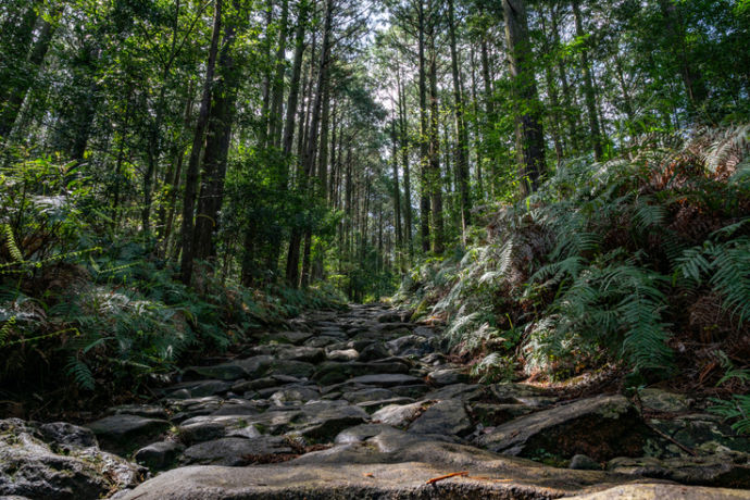 世界遺産熊野古道の馬越峠