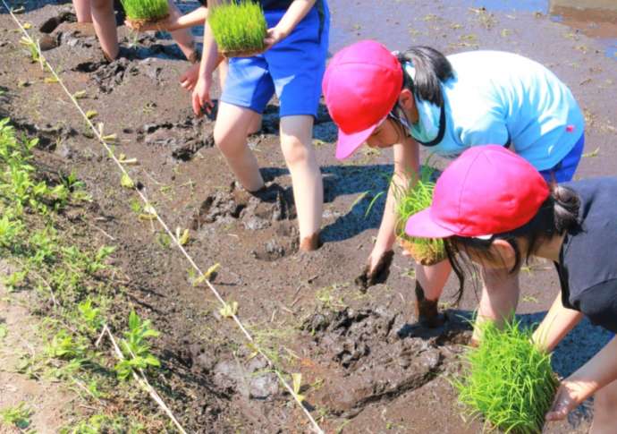 小学校で行われる田植え体験の様子