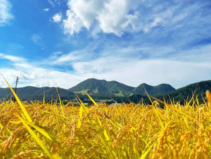 たわわに実った稲穂の後ろに高社山が見える