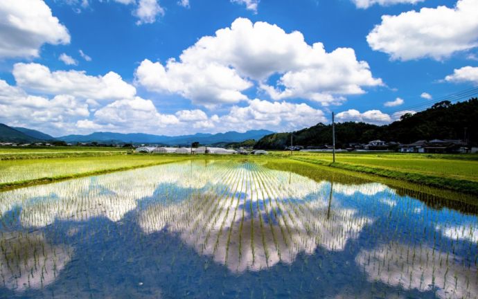 水田風景