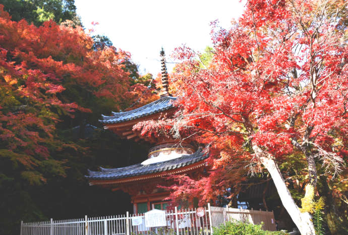 岸和田市にある大威徳寺と紅葉