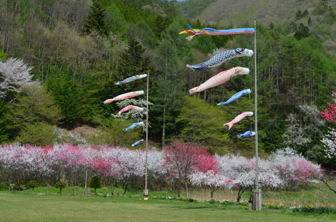 満開の花桃と鯉のぼり