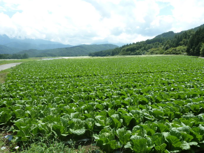 一面の白菜畑