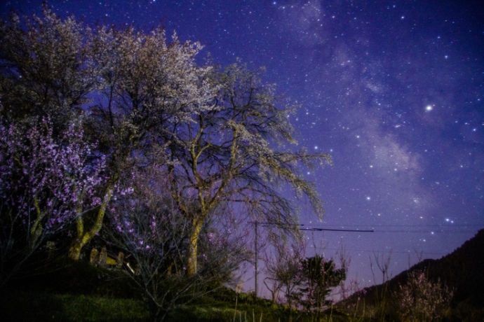 夜桜と、満天の星空