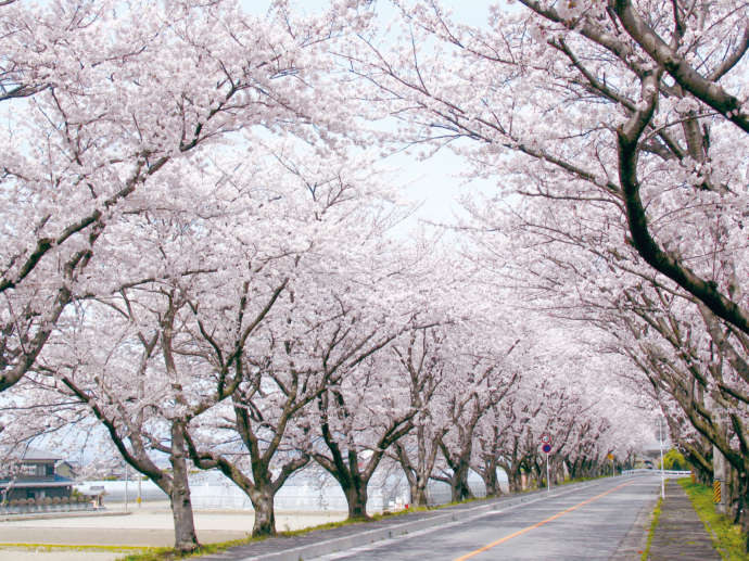 木曽岬町鍋田川堤の桜のトンネル1