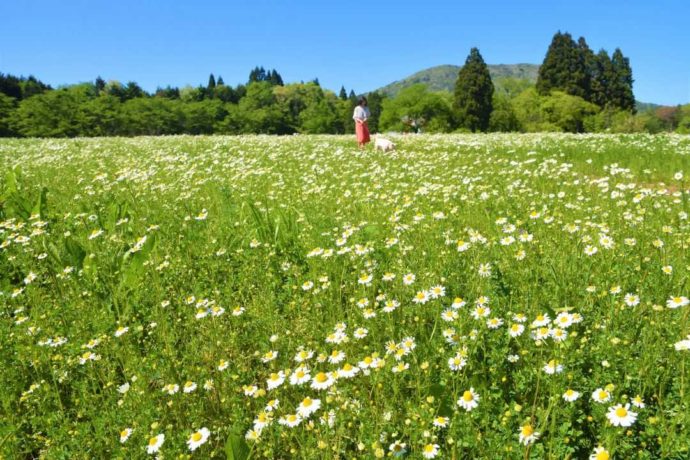 天意の里の一面に咲き誇るカモミール畑