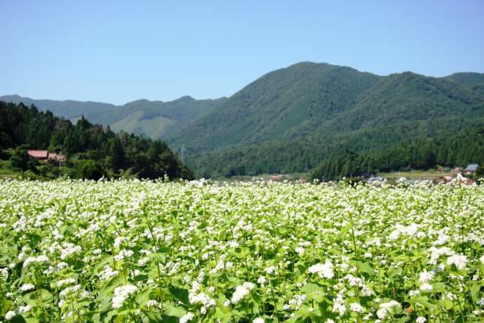 豊平地域のそば畑に花が咲いている様子