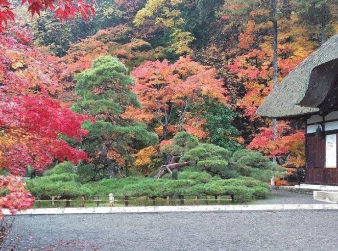 北向観音境内にある大きな御船の松