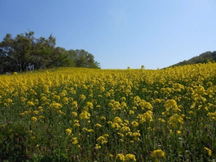 菜の花が開花した「三ノ倉高原花畑」（春）