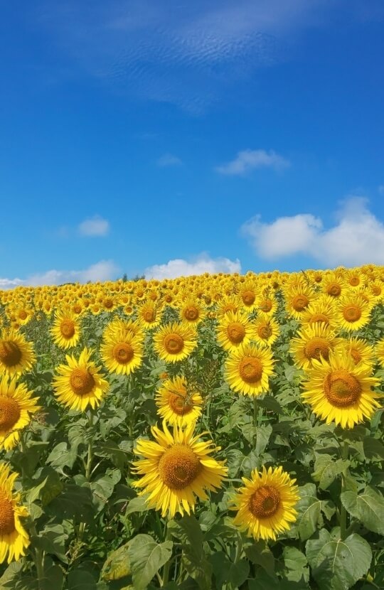 向日葵（ひまわり）が開花した「三ノ倉高原花畑」（夏）