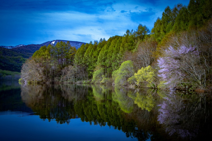 北塩原村の桧原湖の桜